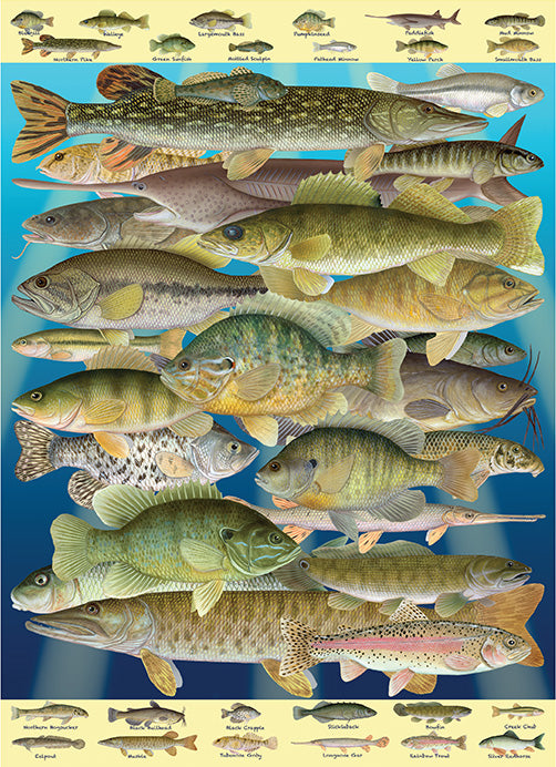 fish frenzy tropical fish & accessories south hadley ma Fish Frenzy! Jigsaw Puzzle